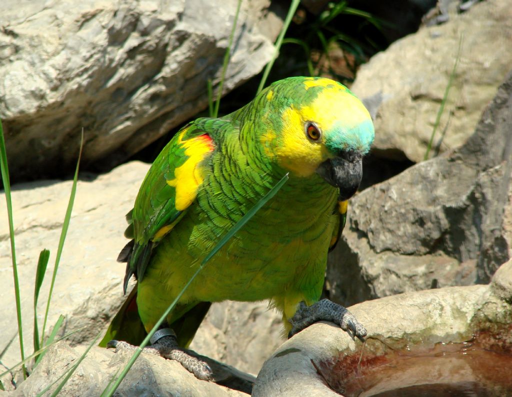 Mavi alnl Amazon papaan