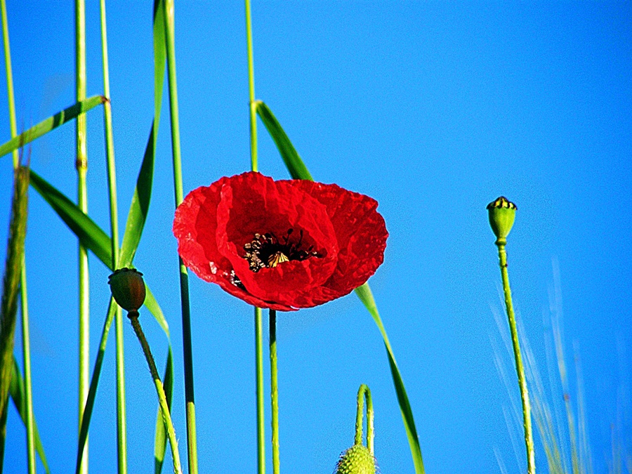 Alanya gelincii