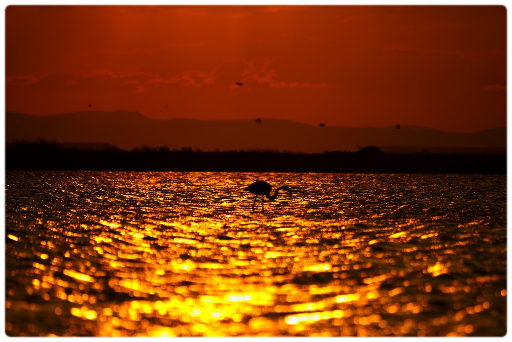 flamingo yolu