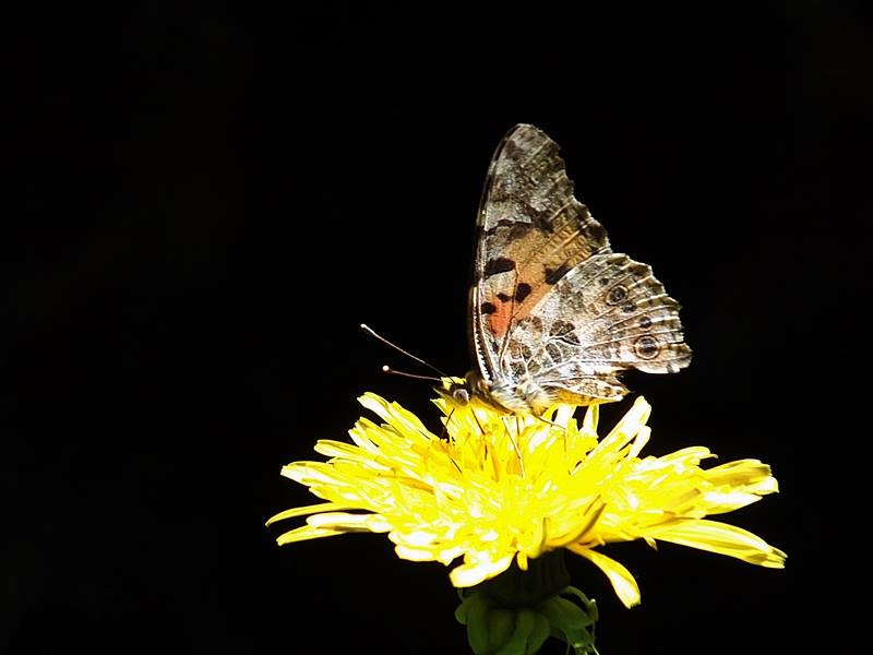 I����n g�c�