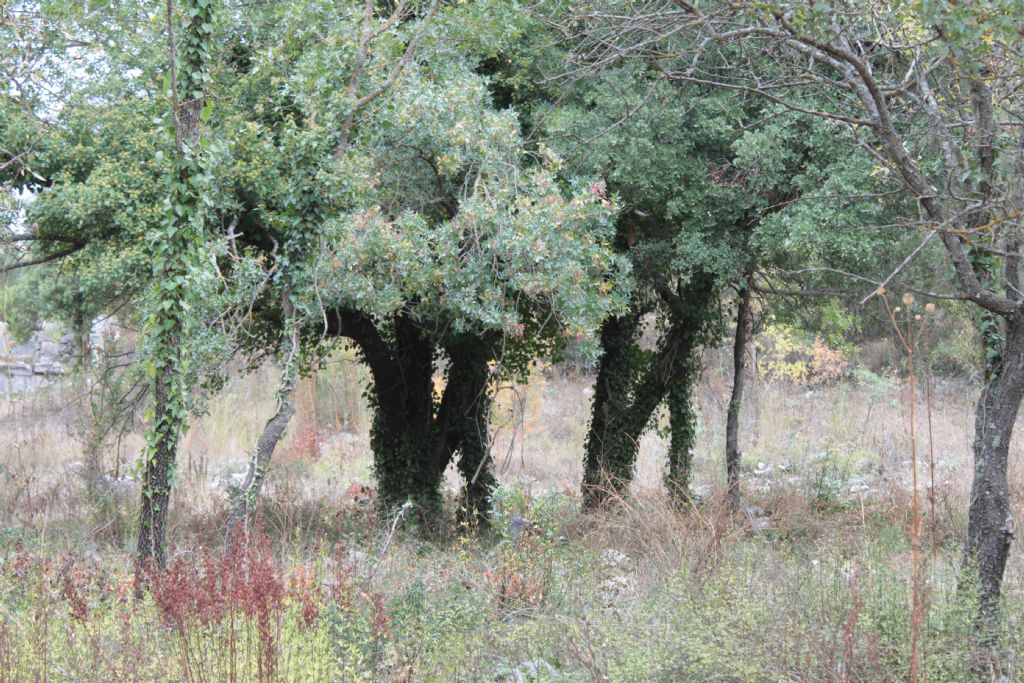 Termessos Milli Park