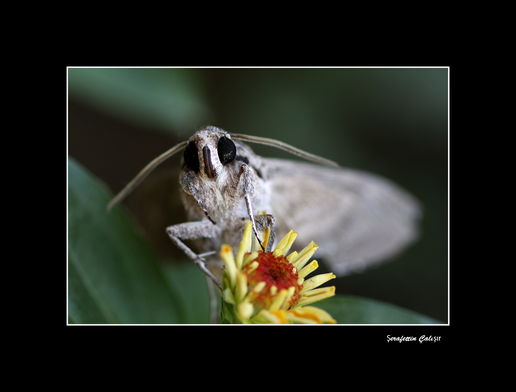 Gece Kelebe�i(Ke�ke)