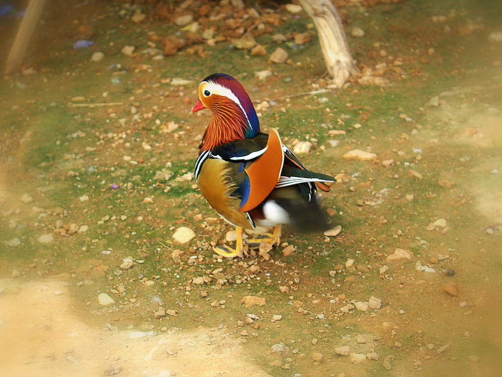 Mandarin rdei