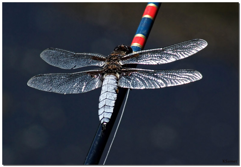 Dragon FLY