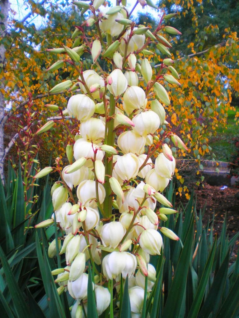 YUCCA