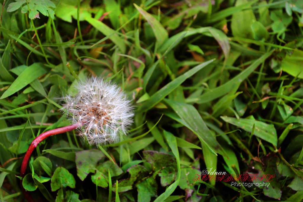 her eye ramen gz almaya devam 