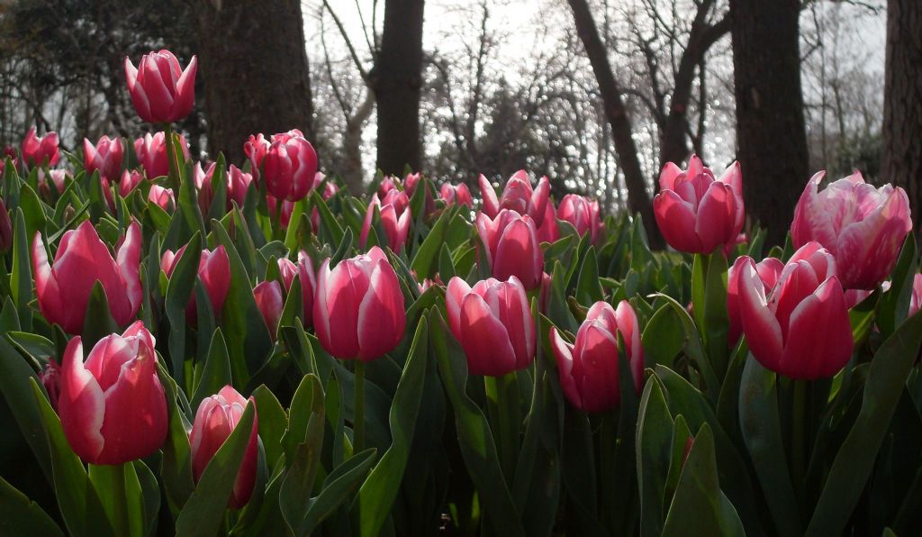 stanbul'un Laleleri-1