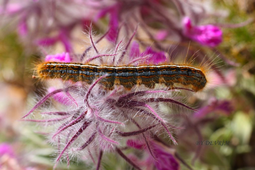 M�hendis T�rt�l