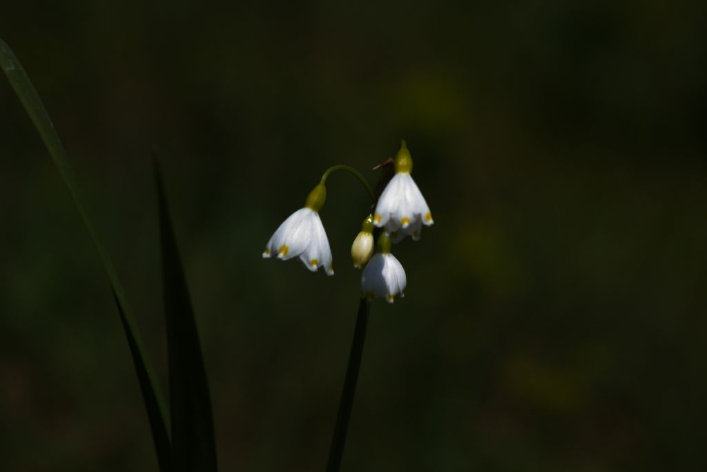 Boynu B�k�kler-2