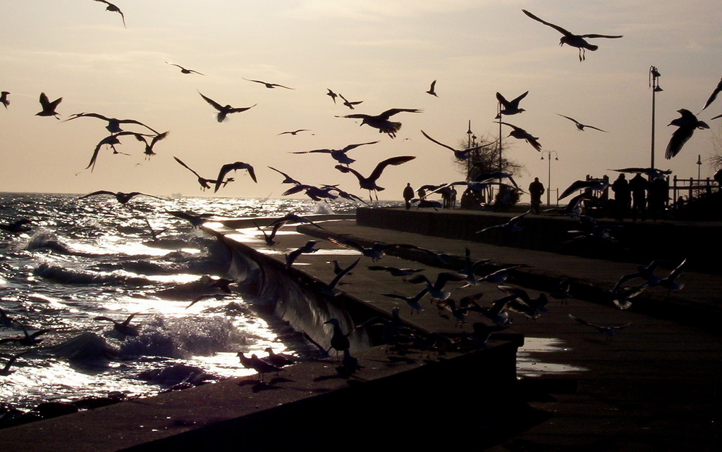 Martilar ekmek pesinde