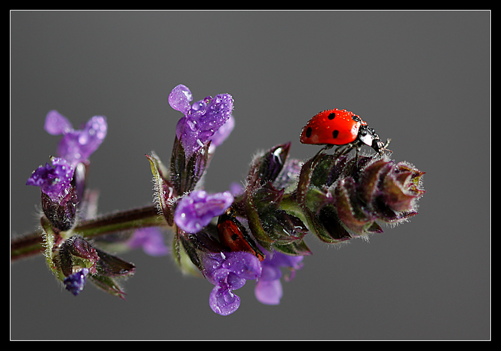 D��sel Betimleme