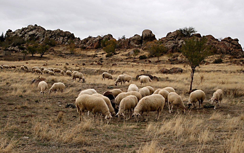 Bozkrlar (Afyon)_20