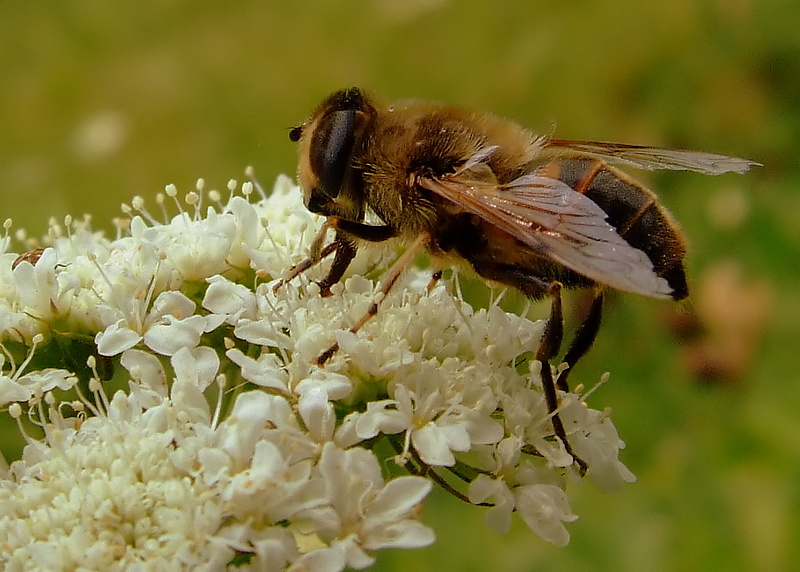 bir �i�ek bir b�cek