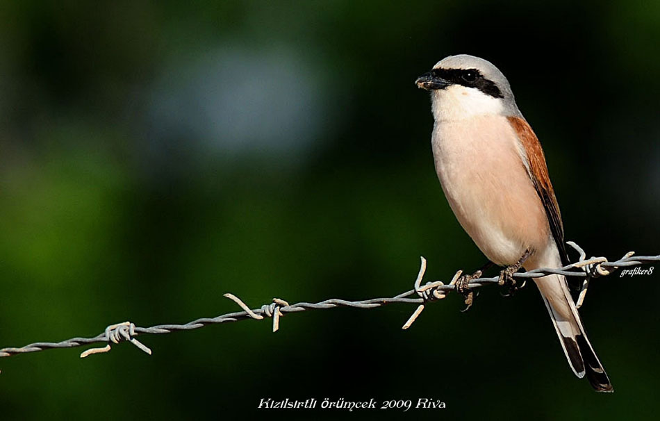 Teldeki Korsan ...:)