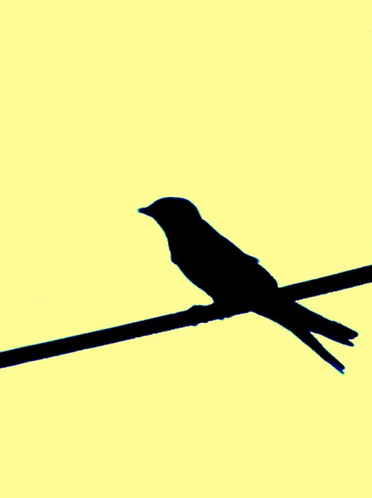 the bird on wire