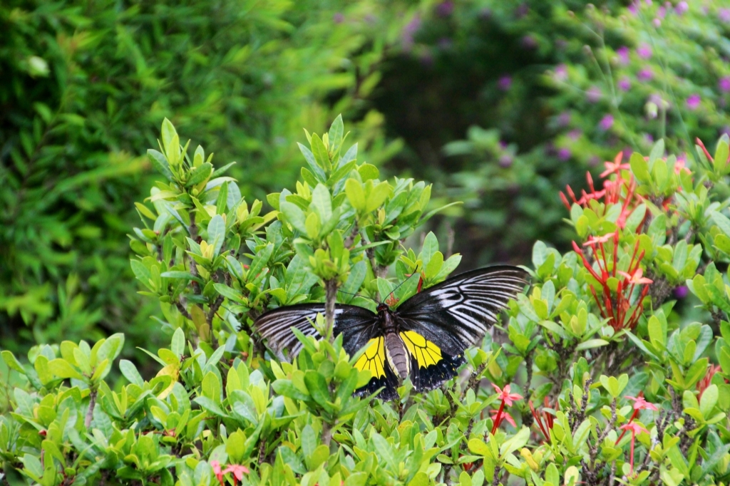 Kelebek....ooo....kelebek