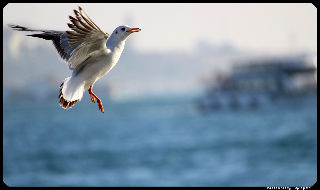 Bird Dance..