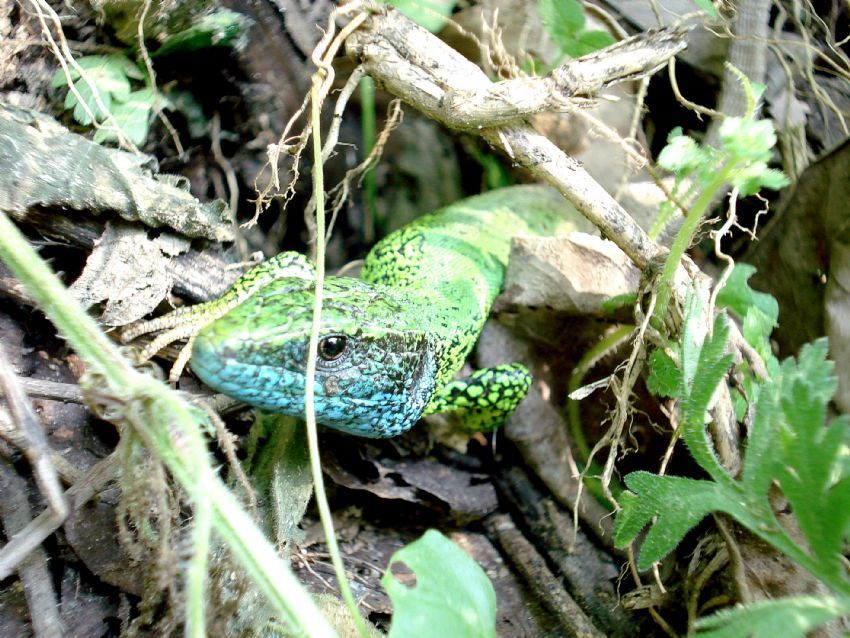 Lacerta Viridis