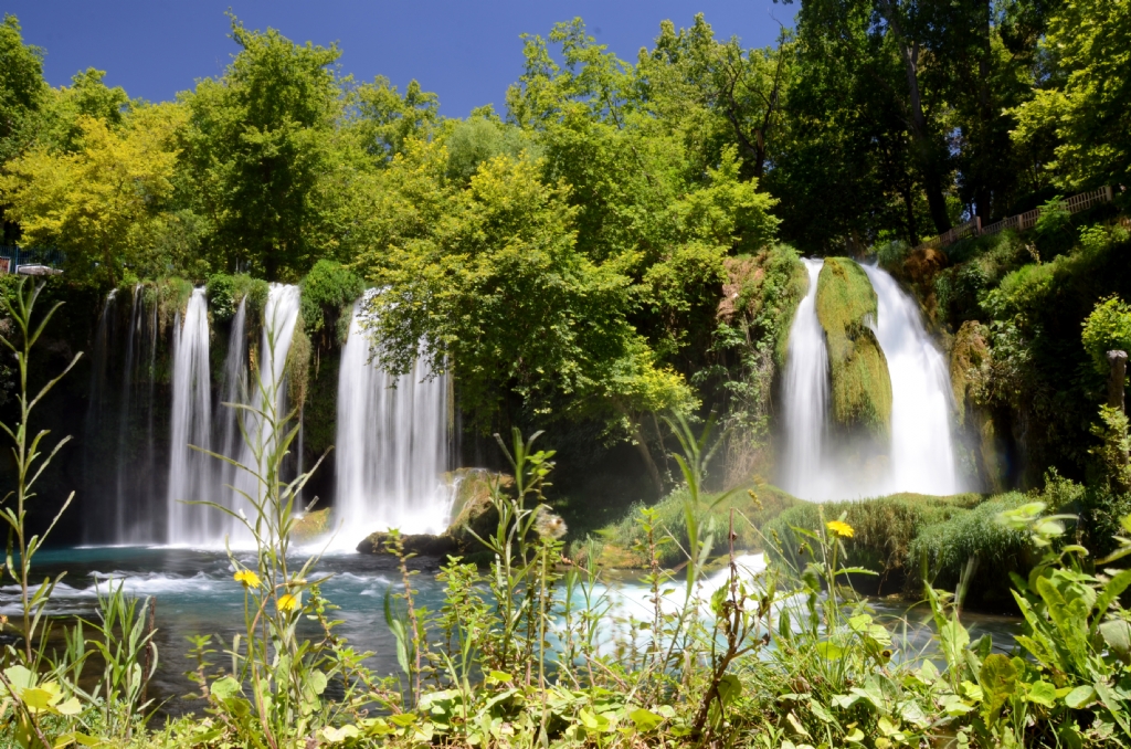 Dden elalesi (Yeryzndeki Cennet)