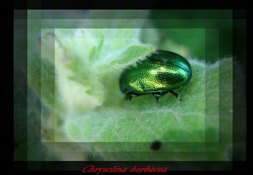 Chrysolina Herbacea