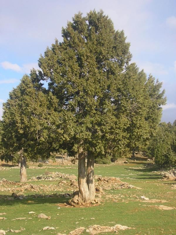 juniperus (ard)