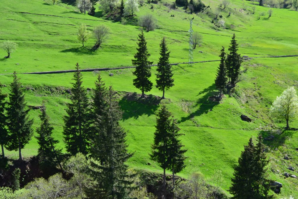 ve bir orman gibi kardeesine