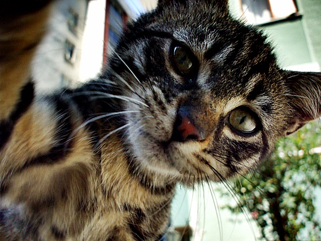 Bu nedir, yiyecek mi oyuncak m?