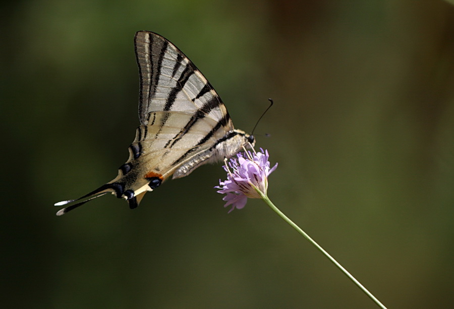 Erik Krlangkuyruk (Iphiclides podalirius)