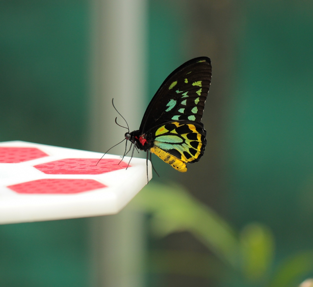 Ornithoptera priamus