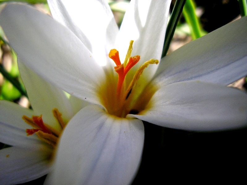 Crocus biflorus subsp. isauricus (ibrad idemi)