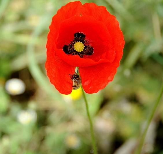 gelinci�in kollar�ndaki ar�