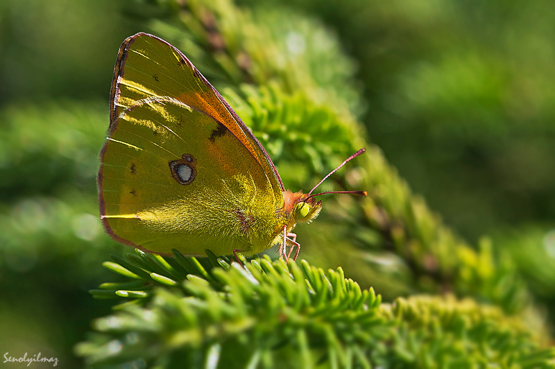 Rengarenk ya�amlar...