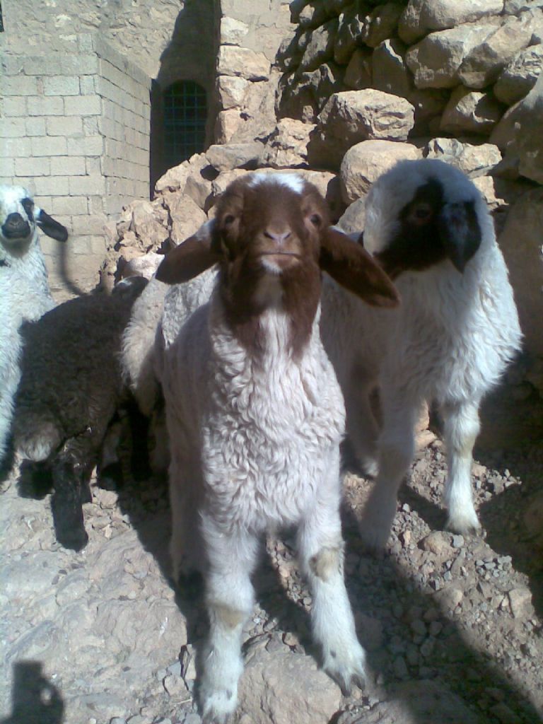 �ek bir vesikal�k... meee