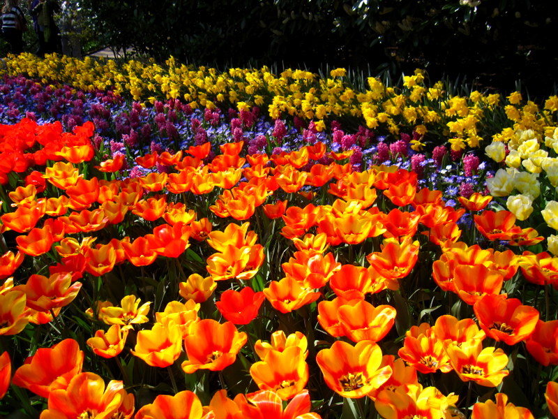 Lale bah�esi, Hollanda