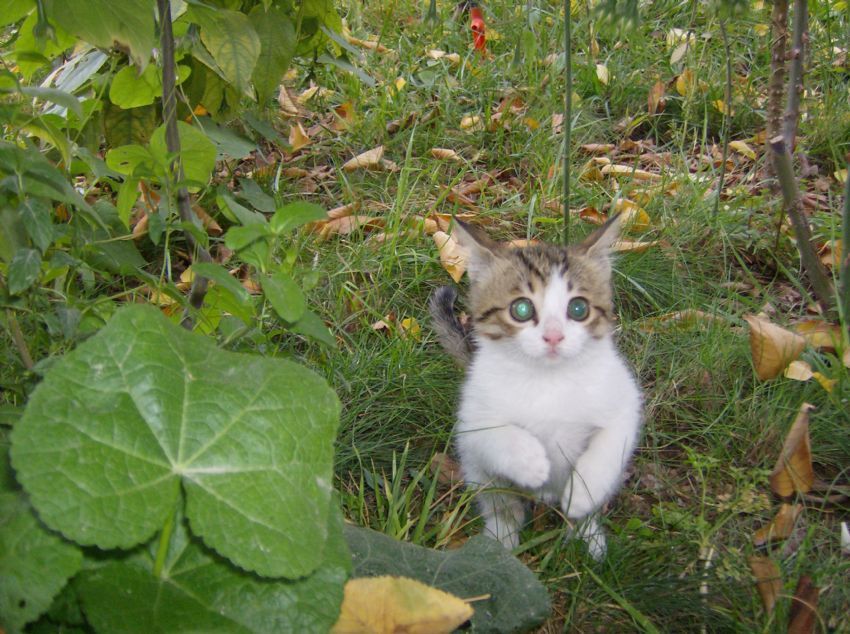 bi kedi grdm sanki:)