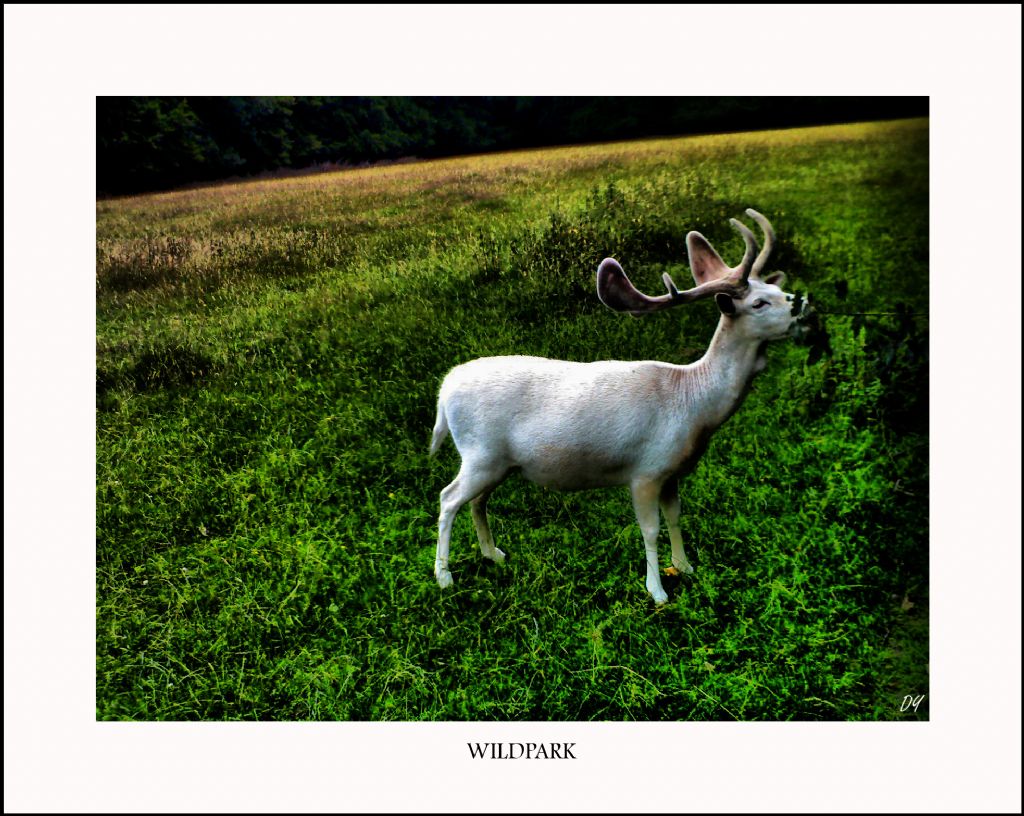 Wildpark