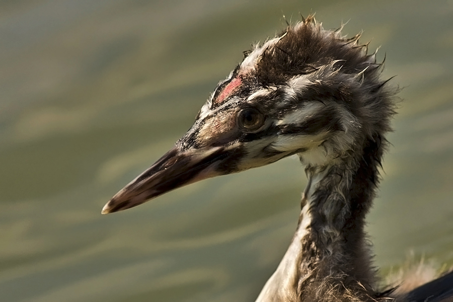 Bebek Bahri