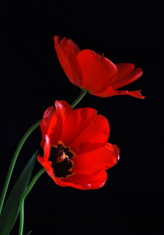 krm�z� bak��