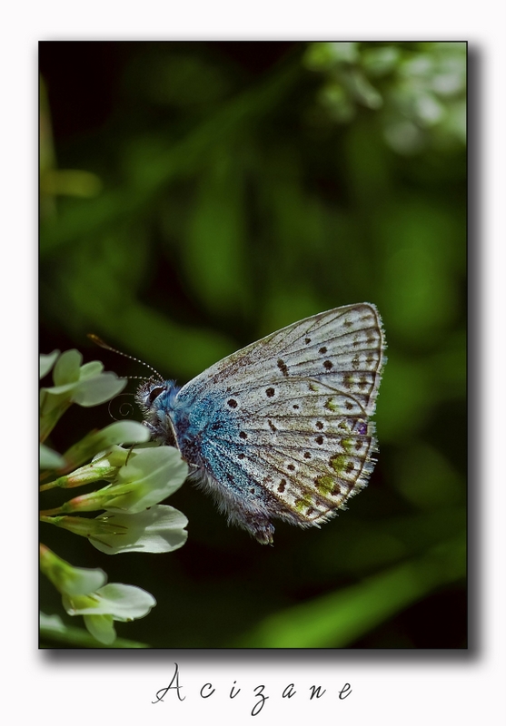 Sevgiliye Kanat ��rpmak ...