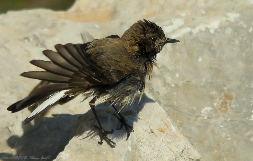 Kara kulakl  Kuyrukkakan