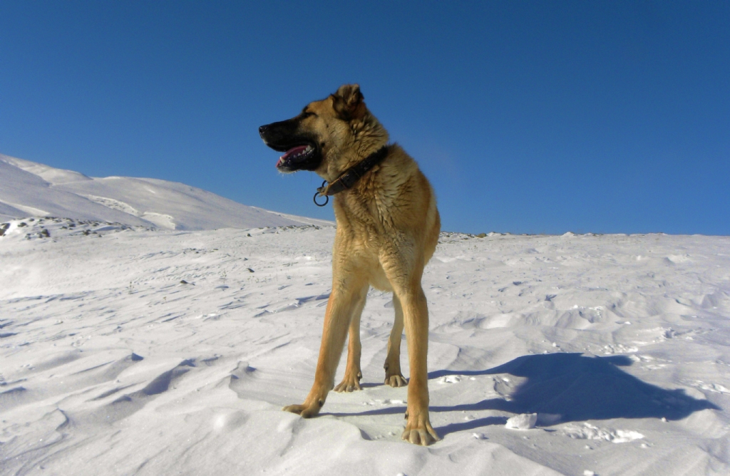 yak���kl� rambooo