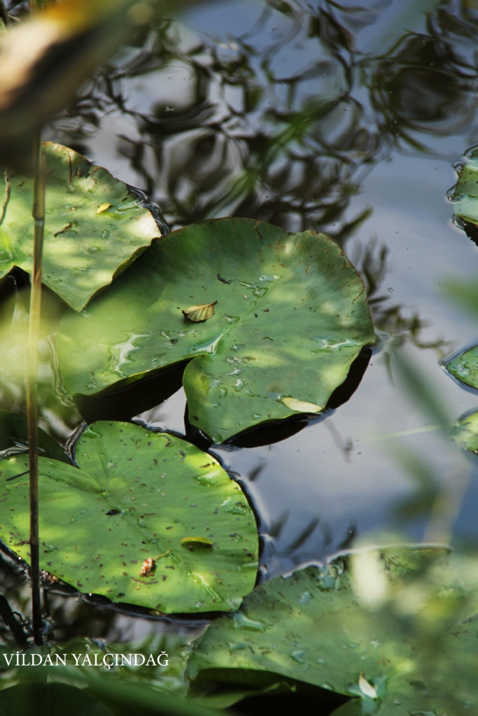 BATAKLIKLIKTA G�LGELER