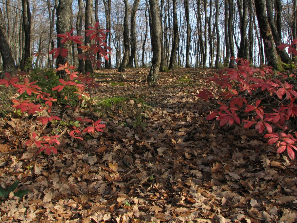 Sonbahar da biterken ......