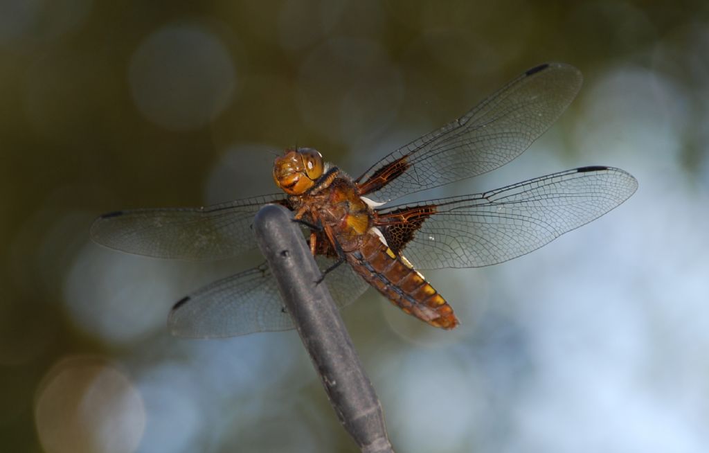 Ad�n� biliyorsan�z s�yleyin.