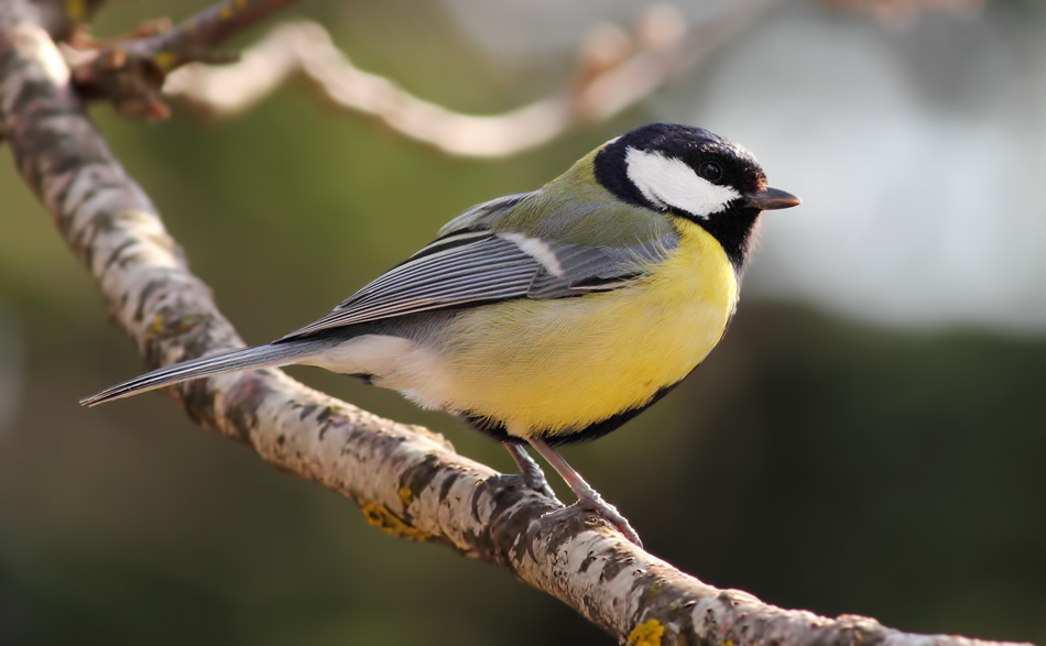 Parus major