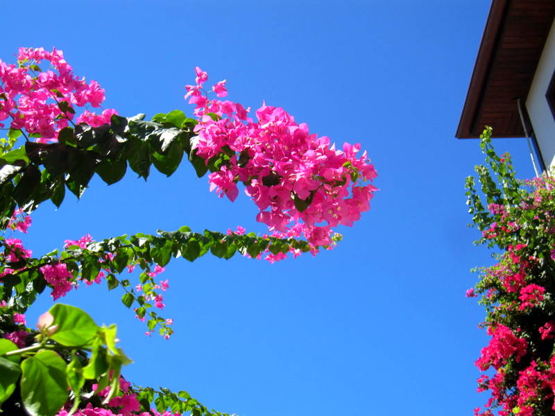 Antalyada begonvil iei