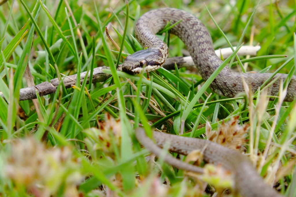 trabzon akcaabat meeli kyunden