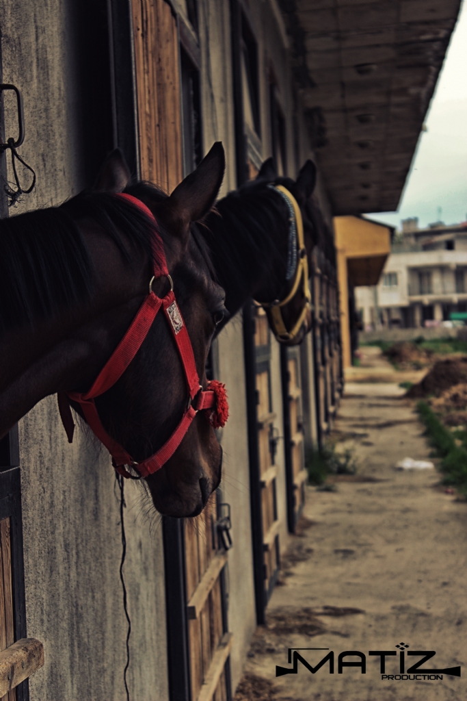 Yar�� Ma�durlar�