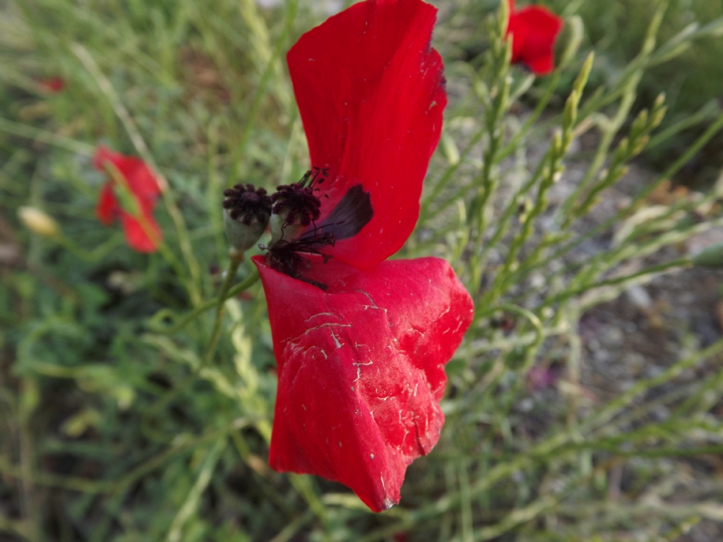 Bir yapra kopmu gelincik