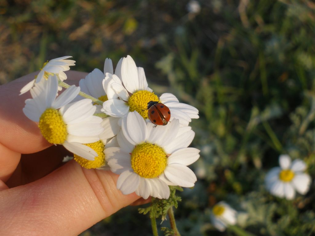 Papatyam ve Uur Bceim...